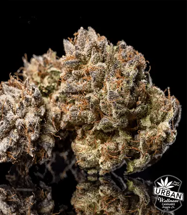 Urban Wellness Our Strains Kush Mintz