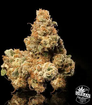 Urban Wellness Our Strains Red Mountain Pass