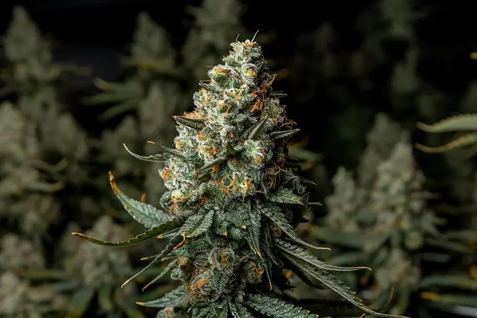 Urban Wellness Vertical Grow