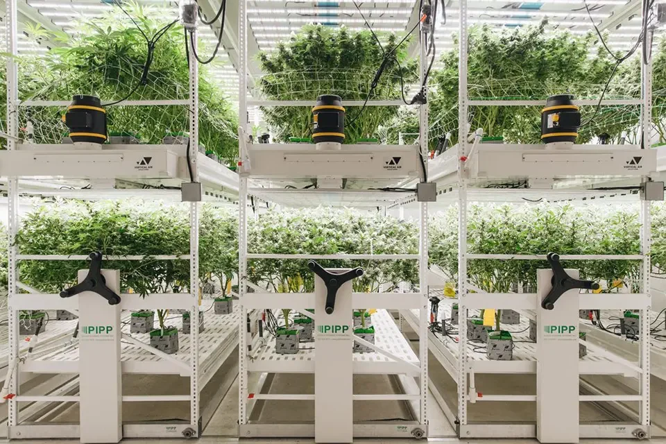 Urban Wellness Vertical Grow